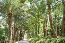 نخلستان‌ هایی كه بافق را نامدار كرده است