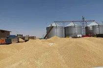 آمادگی ۶۰ مرکز برای خرید تضمینی گندم در استان کرمانشاه