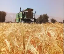 آغاز برداشت جو از ۱۲۰ هزار هکتار اراضی کشاورزی آذربایجان‌شرقی