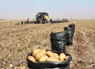 قصه ناتمام سیب‌زمینی و پیاز