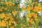مراغه؛ بهشت آلوچه خشکباری ایران