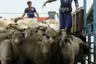 صادرات دام زنده همچنان ممنوع است