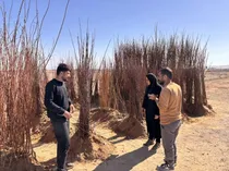 برخورد قاطع با عرضه نهال غیرمجاز در مهریز