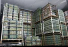تأمین ۱۸۰ تن پرتقال و سیب برای شب عید در استان کرمانشاه