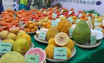 تلاش محققان برای مهار زوال مرکبات
