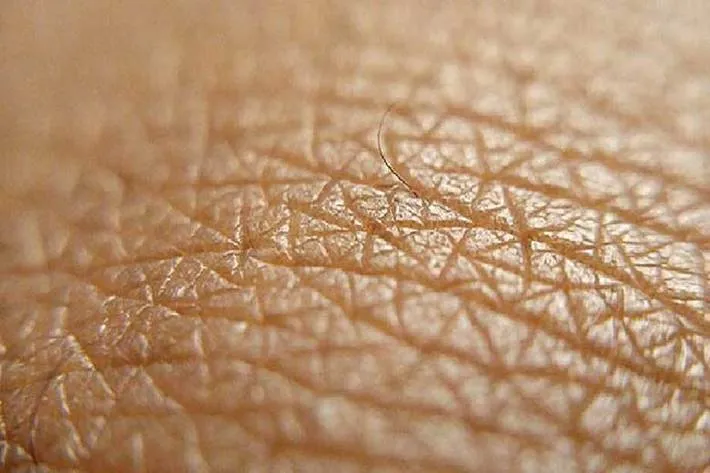 ابداع یک پوست آزمایشگاهی با قابلیت رویش مو