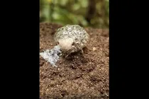 ببینید | خانه‌ای از حباب