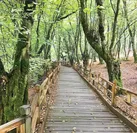 در آغوش جنگل‌های هیرکانی