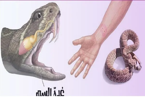 زهر مار چیست و چه تاثیری بر بدن دارد؟