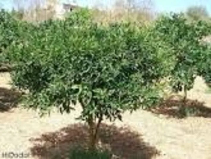 هدیه ای به شهروندان بندرعباس ؛کاشت درخت با شما، تخفیف عوارض نو سازی با ما