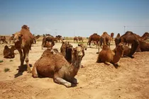 سیستان و بلوچستان رتبه نخست شترداری کشور