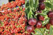 بهار گردشگری خراسان‌ جنوبی