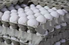 قیمت تخم مرغ در بازار چند؟ | قیمت تخم مرغ به نرخ مصوب نزدیک شد