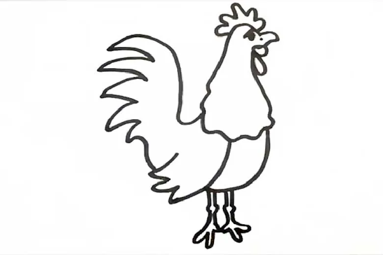 خروس بی رنگ