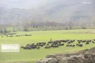 آخرین فرصت اخذ پروانه جدید چرای دام هشتم آذر ماه است