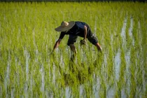 کشت برنج تهدیدی برای منابع آب کرمانشاه