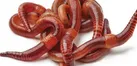 ۲۳ نکته درباره یکی از مفیدترین موجودات جهان