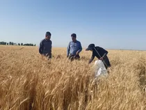 هشدار درباره خسارت علف‌های هرز به مزارع کرمانشاه