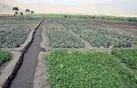 چهار هکتار سبزی‌کاری آلوده در کرمانشاه  تخریب شد
