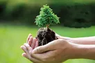 جای اندوه، بکارید درخت...