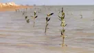 کشت ۶۰۰ هزار نهال حرا در سواحل هرمزگان از آذر