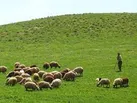 ارزش سالانه تولیدات عشایر ایلام سه هزار میلیارد تومان است