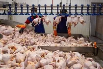واگذاری صفر تا ۱۰۰ امور به بخش خصوصی راه ثبات بازار مرغ است
