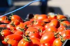 کاهش جزئی قیمت گوجه فرنگی / سیب زمینی همچنان گران