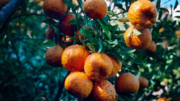 مگس میوه در کمین باغ‌‌های غیرتجاری مازندران