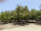ثبت دو اثر طبیعی سیستان و بلوچستان در فهرست میراث طبیعی ملی