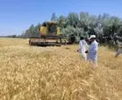 پیش‌بینی برداشت ۱۳۰ هزار تن گندم در دهلران