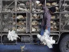 آغاز طرح ساماندهی عاملان فروش غیر مجاز مرغ زنده در رامشیر