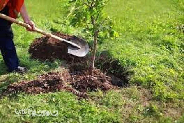 درختکاری ۱۰۰ هکتاری کمربند سبز بجنورد
