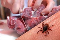 ثبت صفر مورد تب کریمه کنگو در مشهد طی ۳ سال اخیر