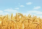 تنظیم بازارهای اساسی به نفع مردم
