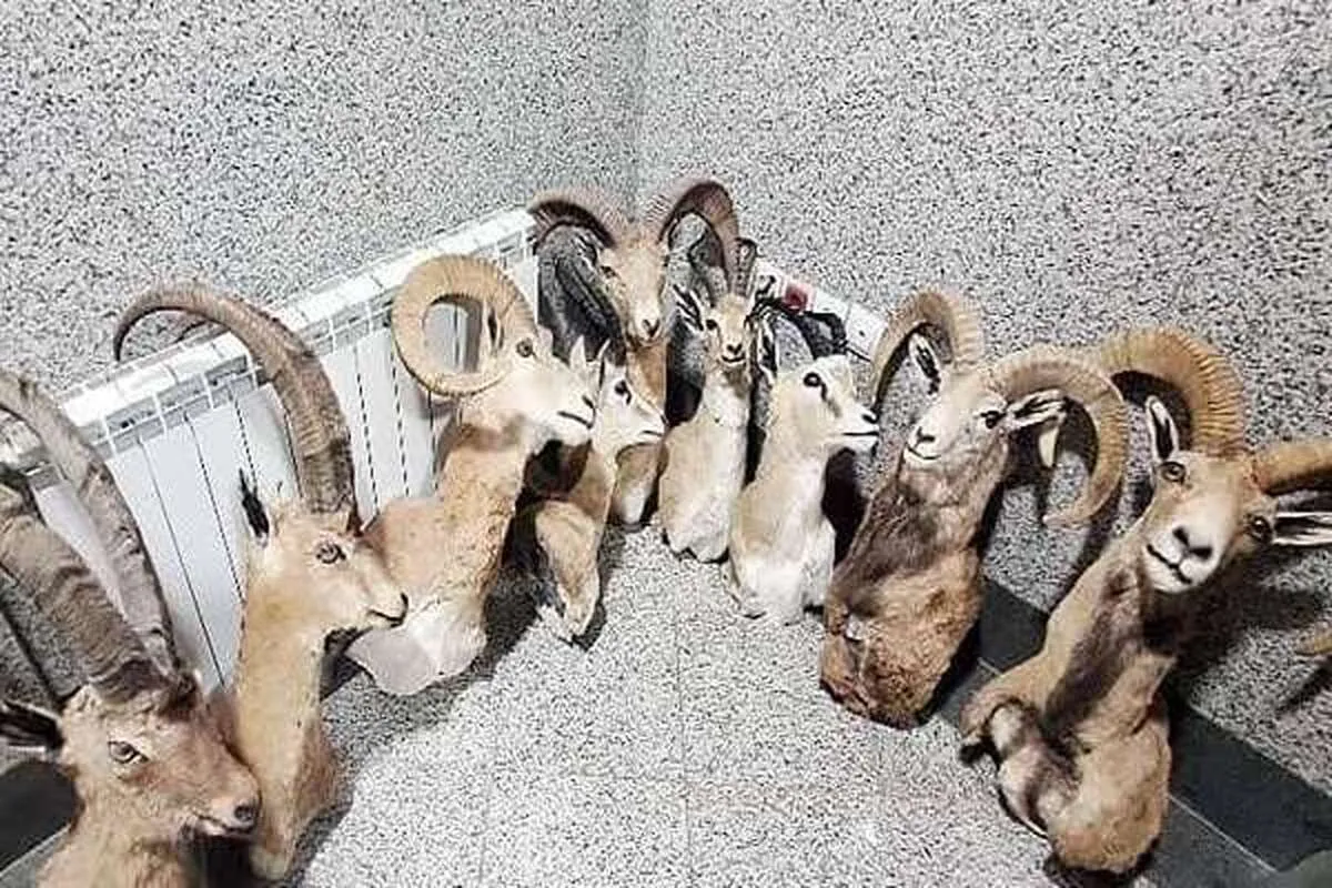 کشف کارگاه بزرگ و غیرمجاز تاکسیدرمی حیوانات در کرمان