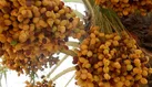 صادرات شیرین ۲۷۰میلیون دلاری