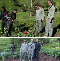 معدوم‌سازی مزارع خشخاش در پناهگاه حیات‌وحش بیستون