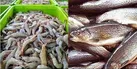 تحقق شعار سال در دستور کار شیلات آذربایجان غربی