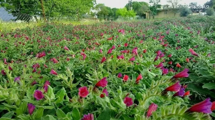 افتتاح باغ گیاهان دارویی دانشگاه علوم پزشکی اردبیل