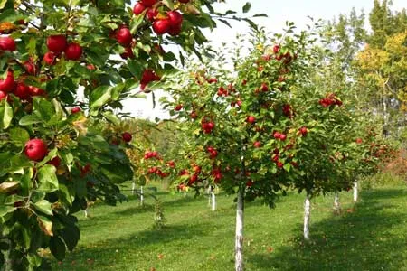 حال خراب سیب‌ ها و دریاچه‌ ارومیه