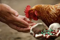 بقایای آنتی‌ بیوتیک در گوشت؛ زنگ خطری برای سلامت عمومی