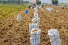کشت بیش از ۱۰۰ هزار تن محصولات پاییزه در طارم