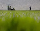 طلای سبز بهاری در دل فارس می‌روید