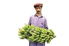 رونق کشاورزی، رویای‌شیرین سیستان‌وبلوچستان