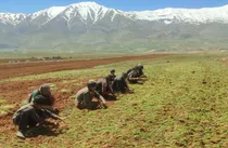 شروع عملیات کاشت نشایی پیاز در شهرستان اردل