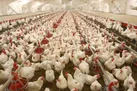 نوسانات قیمت مرغ در تهران تا ۱۰ روز آینده برطرف می‌شود