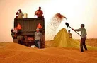 راه برای هرگونه قاچاق گندم در استان بسته شود