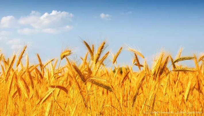پرداخت بیش از ۹ هزار میلیارد ریال از مطالبات گندمکاران زنجانی