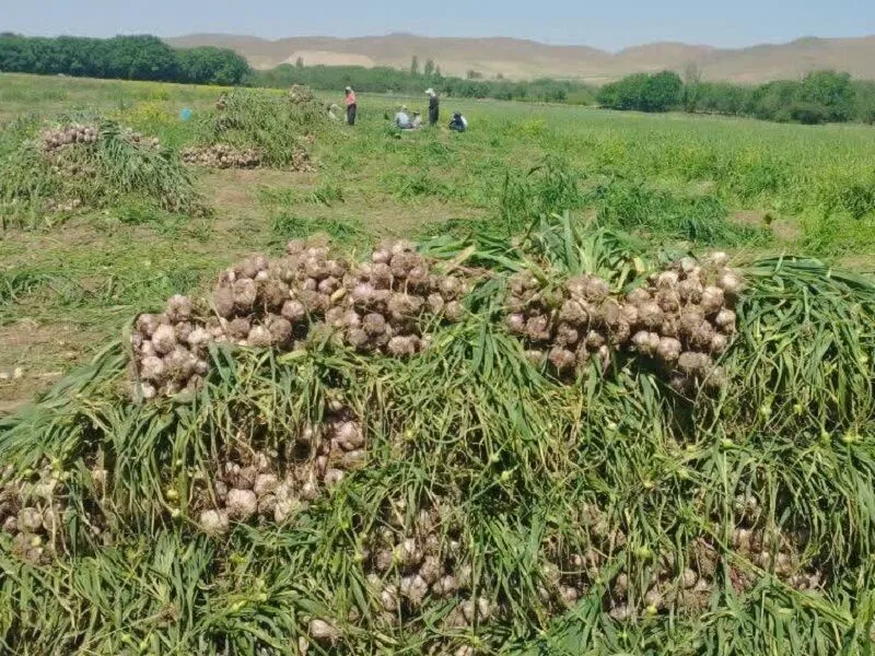برداشت ۱۸ هزار تن سیر از مزارع آذربایجان‌شرقی